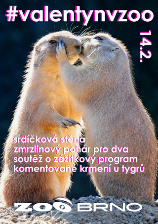 Valentýn v zoo